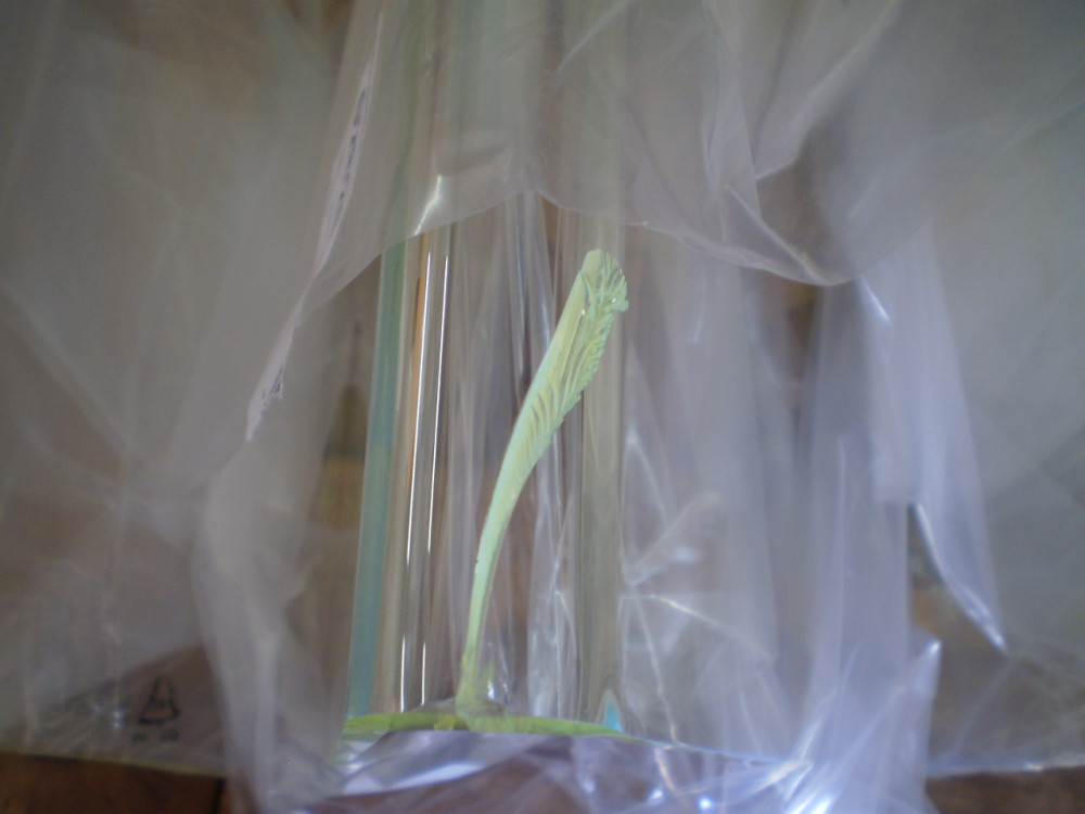 Zeitungsständer  Modern Gelb